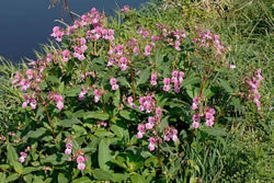 Himalayan Balsam